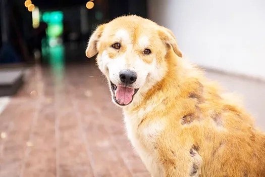 DOG WITH MANGE