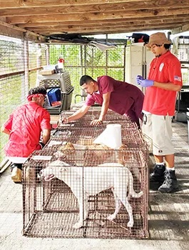 Dogs in wire cages with Spay clinic staff