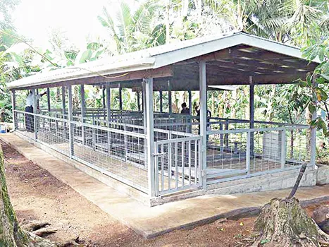 A dry-litter piggery