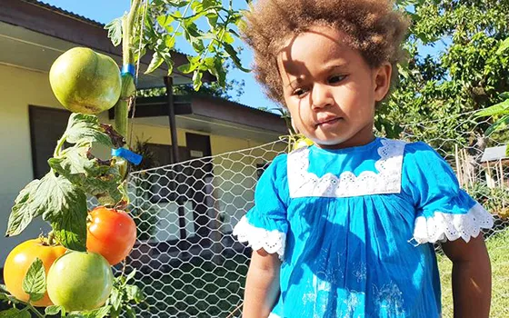  A child inspects tomatoes