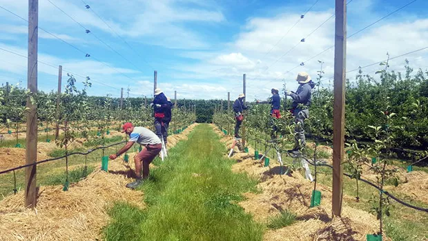 RSE workers from Samoa working in Bostock orchard