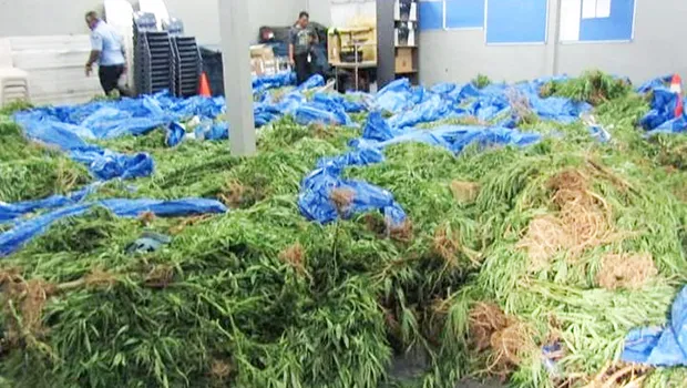 The marijuana raided from Faleatiu