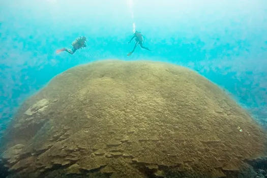 Newly documented massive Porites