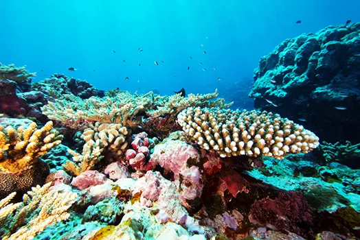 Fogamaa coral assemblage