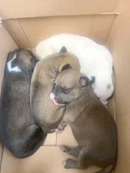 abandoned puppies