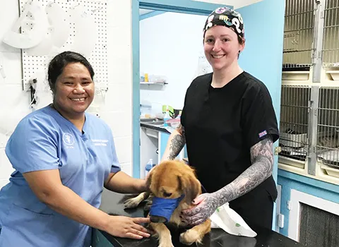 Dr. Kathleen Riley and Saiata Vaeoso treating a dog.