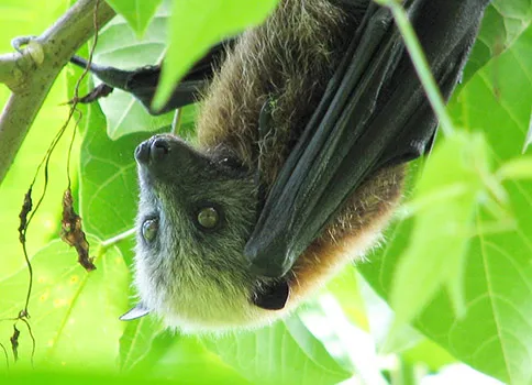 Samoan fruit bat 