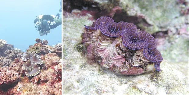 giant clams