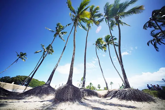 Coconut trees with roots exposed by erosion