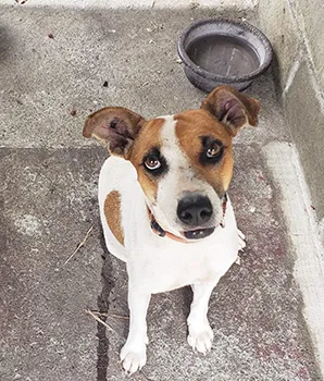 A cute dog available for adoption