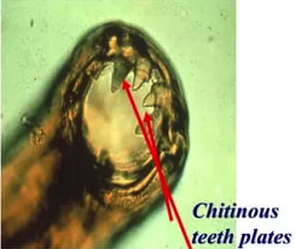 Microscope magnified view of hookworm mouth