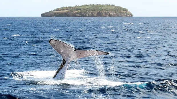  A humpback whale diving near an island of Vava'u 