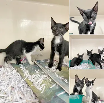 LOTS OF KITTENS