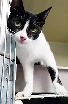 a kitten provided with free sterilization surgery by the Department of Agriculture Veterinary Clinic last month.