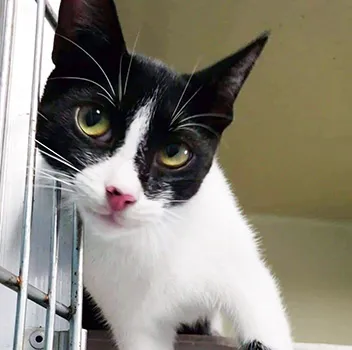 Black and white kitten