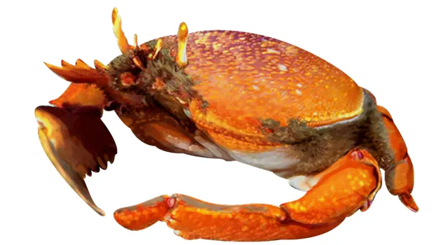 Kona crab drawing. 