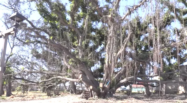 Lahaina banyan tree
