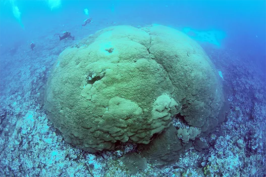 The newly identified and measured Porites sp. colony