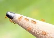 Little Fire Ants shown on tip of a pemcil to show the size.