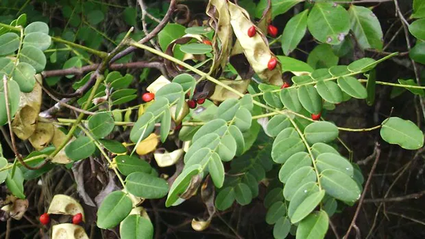 Lopa tree 