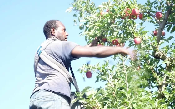 A ni-Vanuatu doing seasonal work in New Zealand