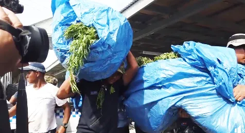 Some of the thousands of marijuana plants confiscated in Samoa late last week. 