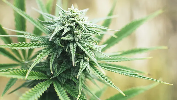 Marijuana plant