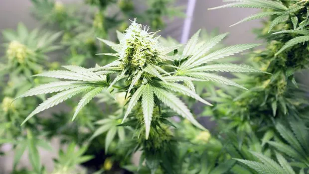 Marijuana plants