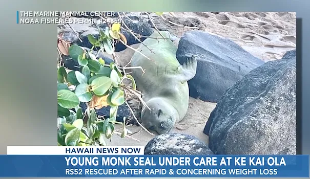 young Hawaiian monk seal