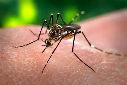 Aedes mosquito
