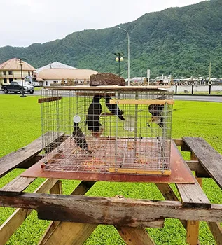 Myna birds inside trap located on the Fagatogo Malae, in front of the DPS Central Station