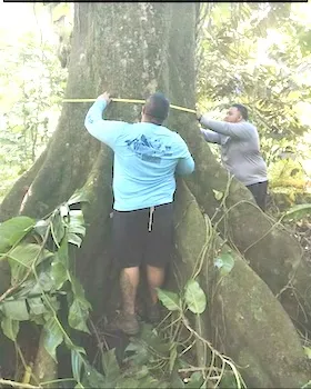 measuring the circumference of a tree 