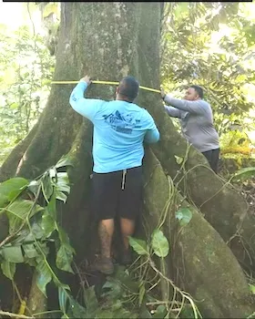Community members earlier this year measured the circumference of a tree