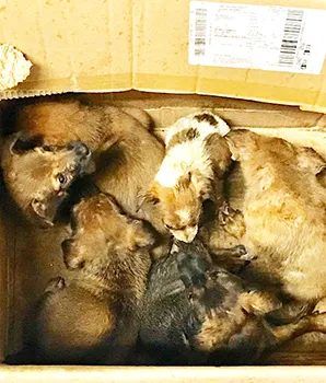BOX OF ABONDONED PUPPIES