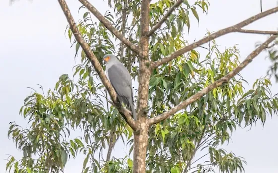 New Britain Goshawk