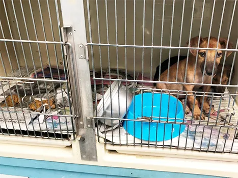 Dogs left with no water or food 