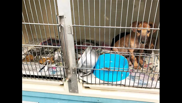Dogs left with no water or food
