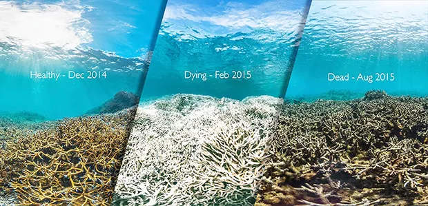 CORAL STAGES