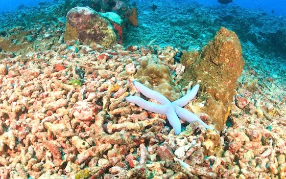 preventing ocean acidity