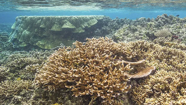 coral reef