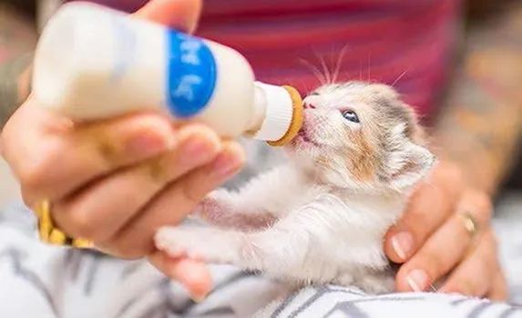 kitten eating from a bottle