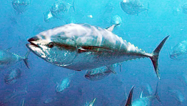 Pacific bluefin tuna.
