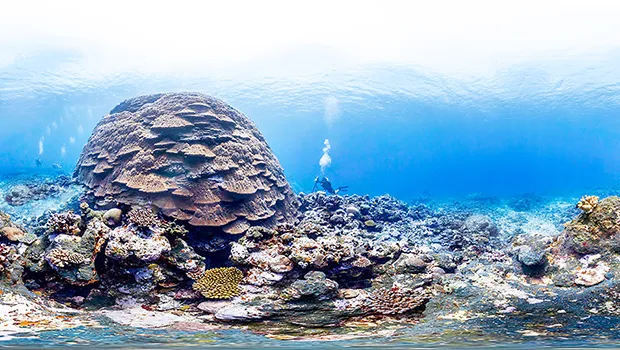 Big Momma coral reef