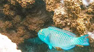 Parrotfish