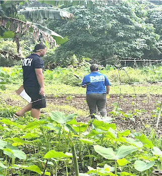 Disposing of the affected produce