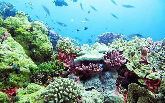 Phoenix Island Protected Area