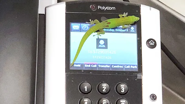 gecko on a phone at the center in Kailua Kona, Hawaii 
