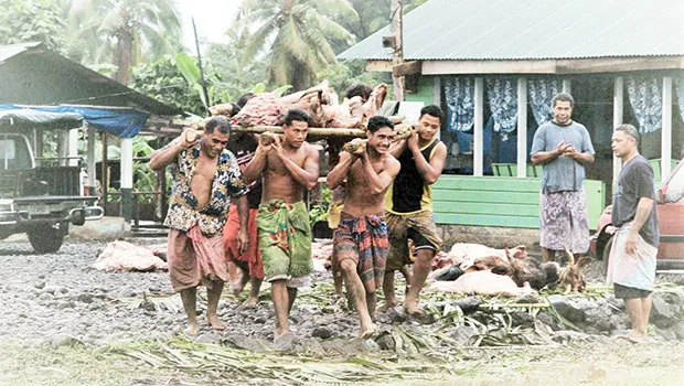 Samoan men carrying umu makings 