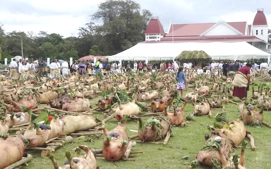 pigs at Tonga King coronation