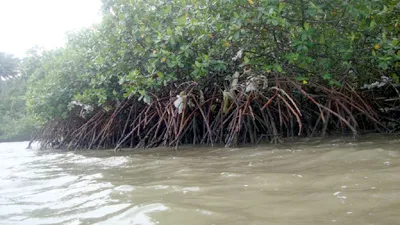 Mangroves in the Nuuuli pala